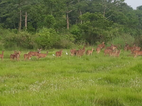 From Kathmandu or Pokhara: 4-Day Chitwan National Park Tour - Break Down