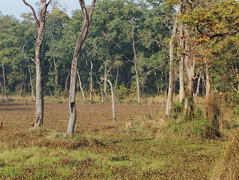 From Kathmandu or Pokhara: 5-Day Chitwan National Park Tour - Final Thoughts: Is This Tour Right for You?