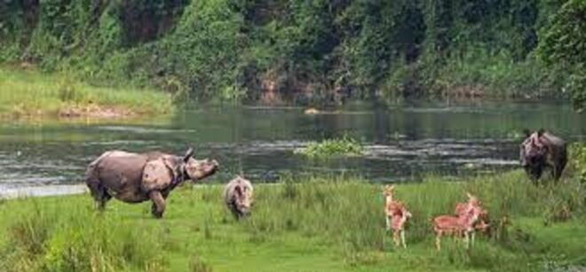 From Kathmandu or Pokhara:Luxury 4 Days Chitwan Tour Package - Itinerary