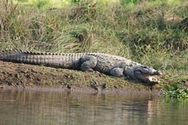 From Kathmandu or Pokhara:Luxury 4 Days Chitwan Tour Package - Day 2