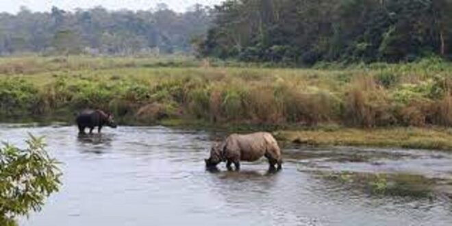 From Kathmandu or Pokhara:Luxury 4 Days Chitwan Tour Package - The Sum Up