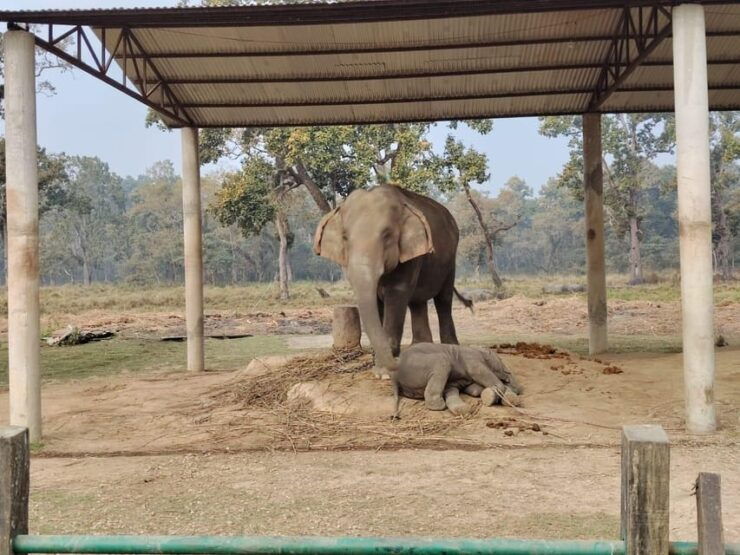 From Kathmandu / Pokhara: 3:Day All Inclusive Chitwan Safari - Key Points
