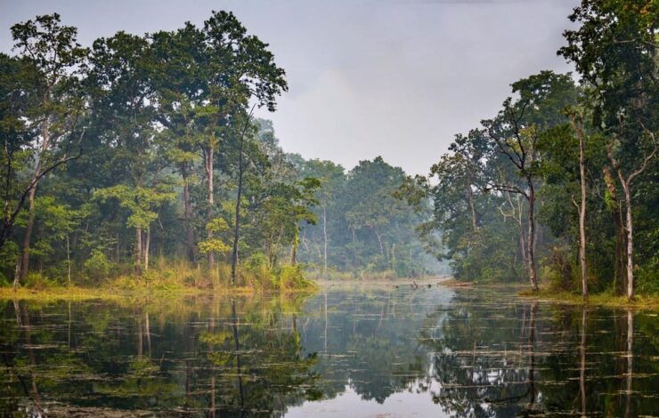 From Kathmandu / Pokhara: 3:Day All Inclusive Chitwan Safari - Activities and Experiences