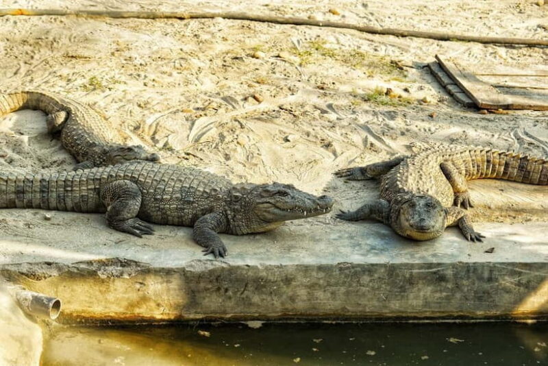 From Kathmandu/Pokhara: Bardiya National Park 4-Day Tour - The Sum Up