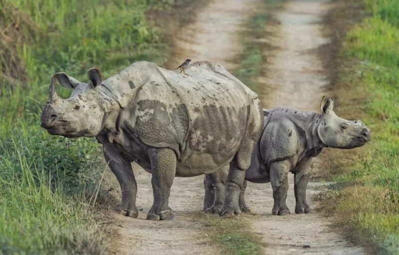 From Kathmandu/Pokhara: Private 3-Day Chitwan Safari Tour - Who Will Love This Tour?