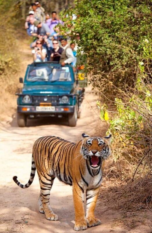 From Kathmandu/Pokhara: Private 3-Day Chitwan Safari Tour - Final Thoughts on Value and Experience