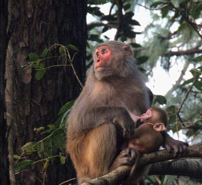 From Kathmandu: Shivapuri Nagarjun National Park Jeep Safari - Activity Details