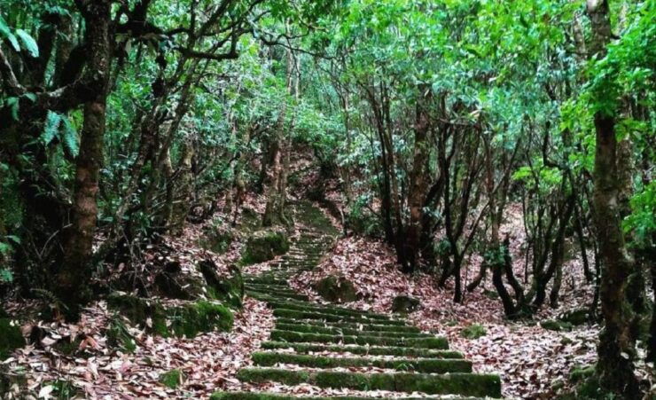 From Kathmandu: Shivapuri Nagarjun National Park Jeep Safari - Experience Highlights