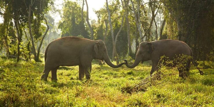 From Kathmandu to Chitwan: Jungle Safari + Meals & Transport - Itinerary and Transportation