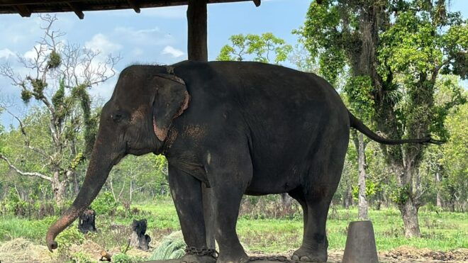 From Kathmandu to Chitwan: Jungle Safari + Meals & Transport - Cultural Engagement