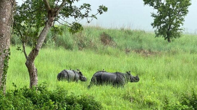 From Kathmandu to Chitwan: Jungle Safari + Meals & Transport - Travel Tips and Recommendations