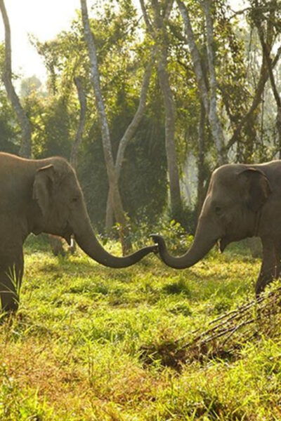 From Kathmandu to Chitwan: Jungle Safari + Meals & Transport - Break Down