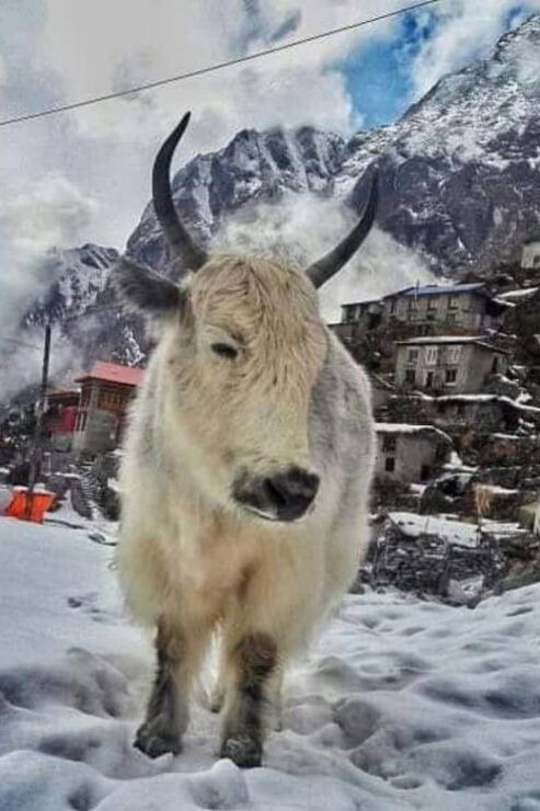 From Kathmandu: Tsho Rolpa Lake Trek Rolwaling Valley Trek - Key Points