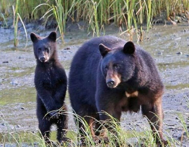 From Ketchikan: Potlatch Totem Park and Herring Cove Tour - Experience Highlights