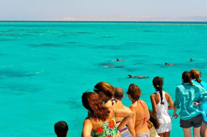 From Key West: Dolphin Watching Tour With Lunch & Drinks - Full Description of the Tour Experience