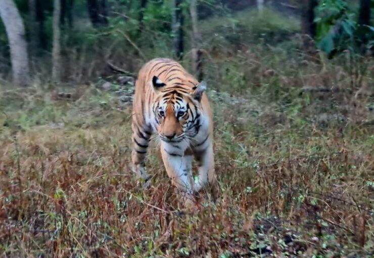 From Khajuraho: Full-Day Sightseeing Tour With Tiger Safari - Inclusions and Exclusions
