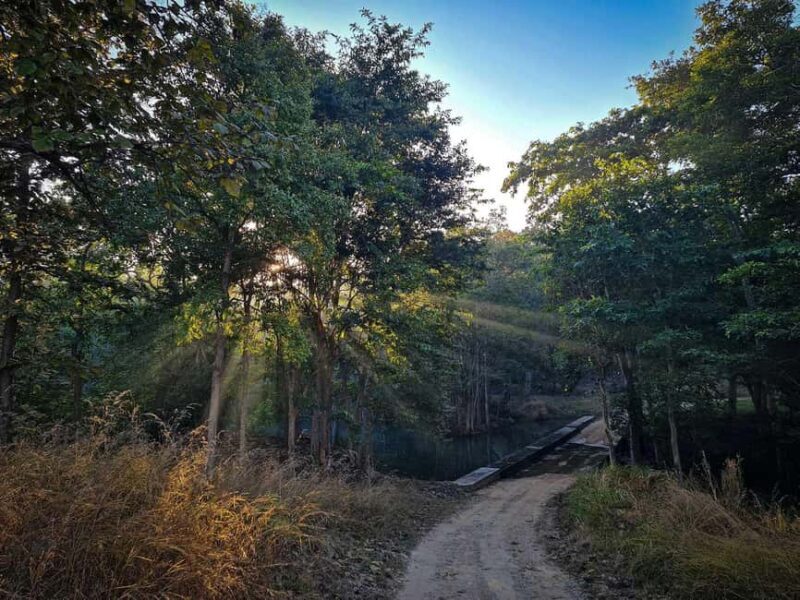 From Khajuraho: Panna National Park Official Tiger Safari - A Practical Look at the Panna Tiger Safari  