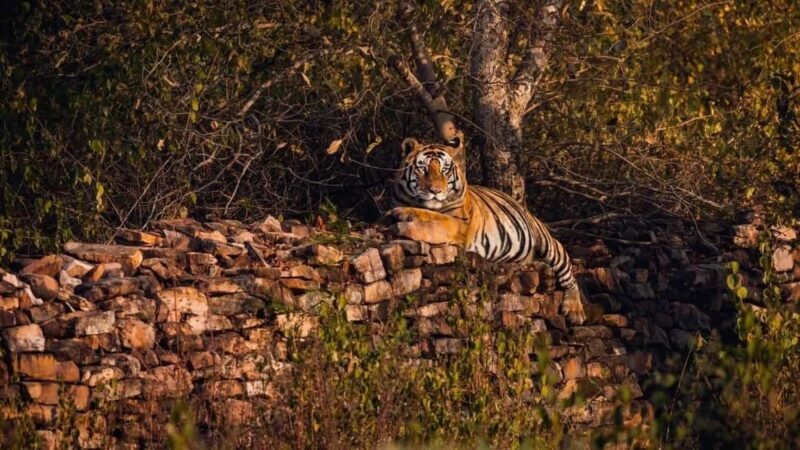 From Khajuraho: Panna National Park Official Tiger Safari - Final thoughts on the experience