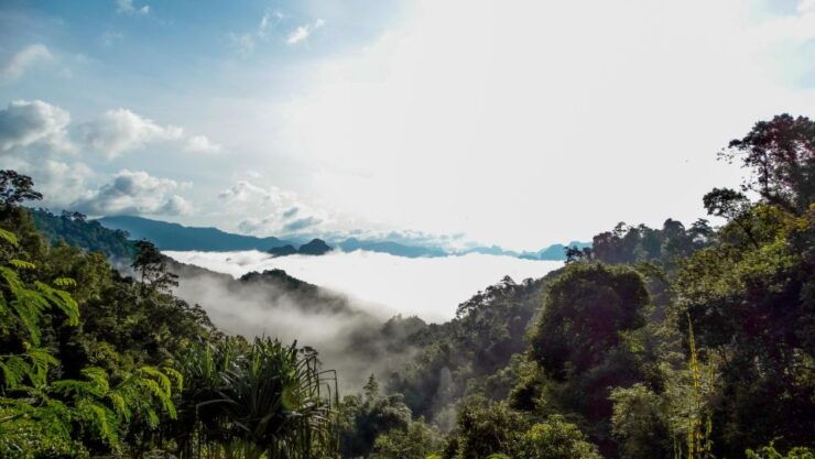 From Khao Lak: Day Trip to Khao Sok With Elephant Camp Visit - Tour Highlights