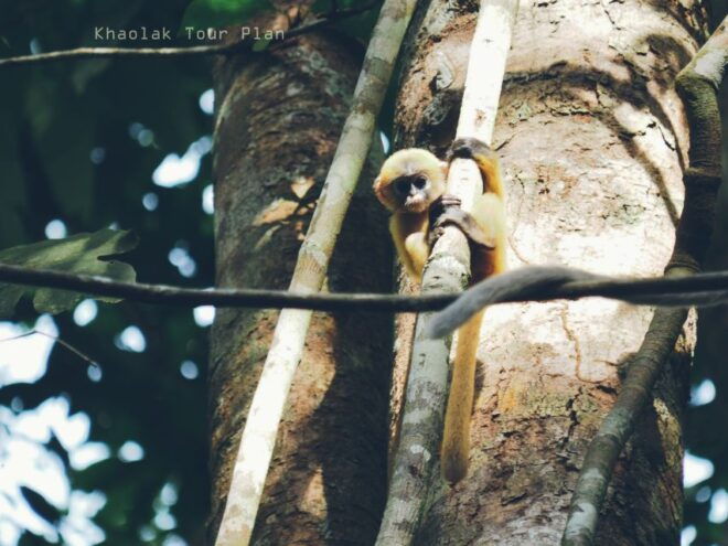 From Khao Lak: Khao Sok Jungle Hike & River Tour - Review 2
