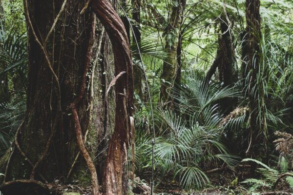 From Khao Lak: Khao Sok Jungle Hike & River Tour - Common Questions