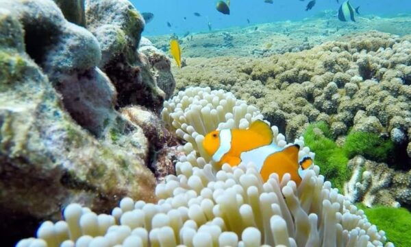 From Khao Lak & Phuket: Similan Islands Snorkeling Day Trip - Questions You May Have