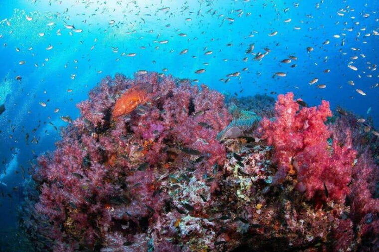 From Khao Lak & Phuket: Trip to Similan Islands by Speedboat - Customer Reviews and Ratings