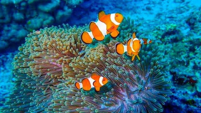 From Khao Lak & Phuket: Trip to Similan Islands by Speedboat - What to Expect on the Speedboat Tour