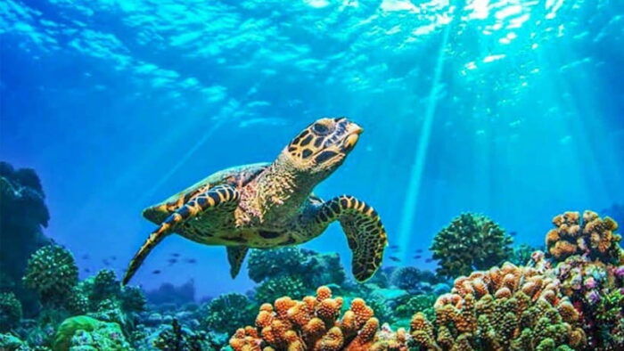 From Khao Lak & Phuket: Trip to Similan Islands by Speedboat - Frequently Asked Questions