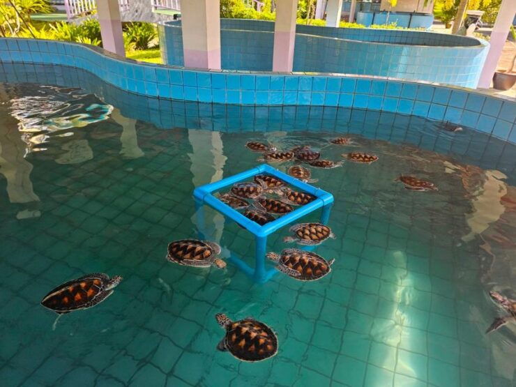 From Khao Lak: Private Day Tour With Rafting, ATV and Turtle - Booking Details