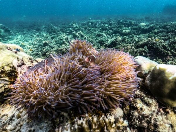 From Khao Lak: Similan Islands Day Trip by Luxury Catamaran - Includes and Not Suitable for