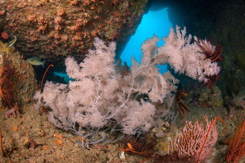 From Khao Lak: Similan Islands Diving Trip - Good To Know