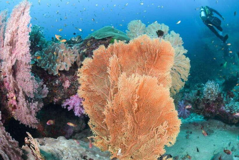 From Khao Lak: Similan Islands Diving Trip - Itinerary Details