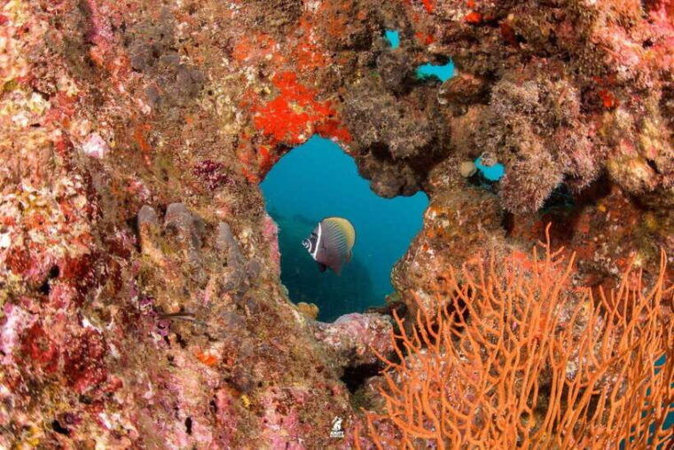 From Khao Lak: Similan Islands Diving Trip - Inclusions and Exclusions