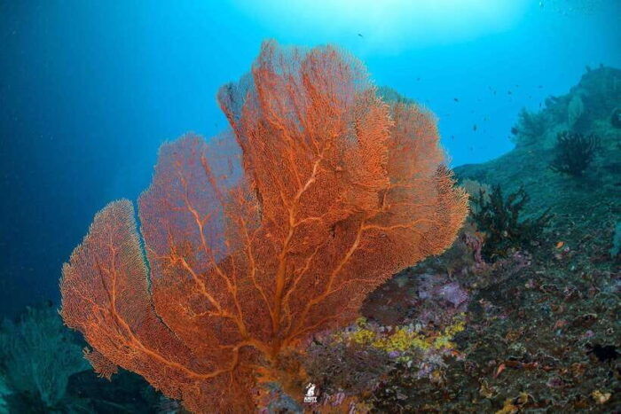 From Khao Lak: Similan Islands Diving Trip - Pickup Location and Transfer