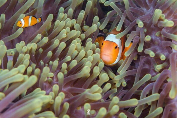 From Khao Lak: Similan Islands Diving Trip - Breakfast and Dive Preparation