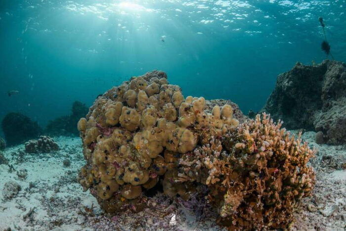 From Khao Lak: Similan Islands Diving Trip - Frequently Asked Questions