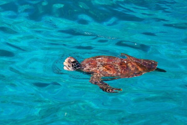 From Khao Lak: Similan Islands Snorkeling Trip - Free Cancellation and Flexible Payment