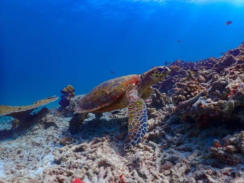 From Khao Lak: Surin Islands Day Tour with Snorkel & Lunch - Final Thoughts