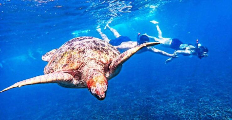 From Khao Lak: Surin Islands Ultimate Snorkeling Expedition - Activity Details and Logistics