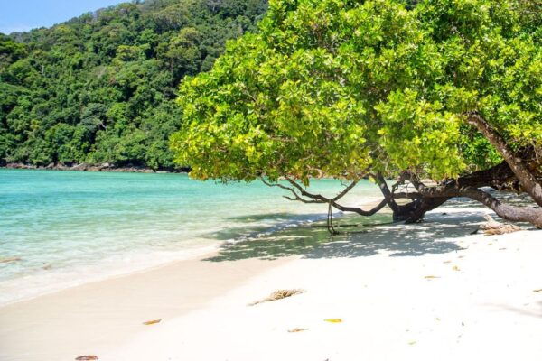 From Khao Lak: Surin Islands Ultimate Snorkeling Expedition - National Park Entry Registration