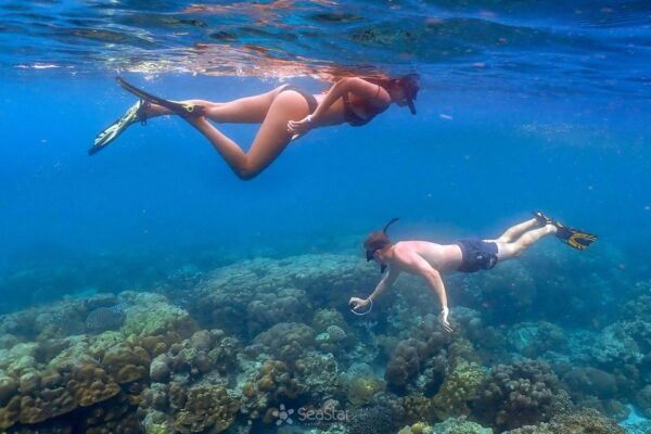 From Khao Lak: Surin Islands Ultimate Snorkeling Expedition - Common Questions