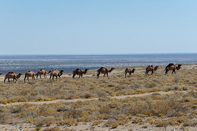 From Khiva to Aral Sea: Overnight Yurt Adventure (2 Days) - Who Should Consider This Tour?