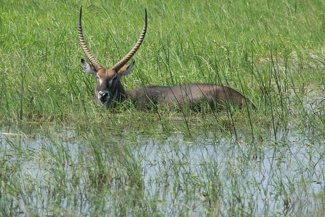 From Kigali: 12 Hour Custom Day Trip for Game Drive in Akagera NP - Location: Kigali, Rwanda