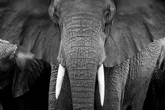 From Kigali: 12 Hour Custom Day Trip for Game Drive in Akagera NP - Whats Included