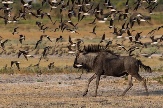 From Kigali: 12 Hour Custom Day Trip for Game Drive in Akagera NP - Meeting and Pickup