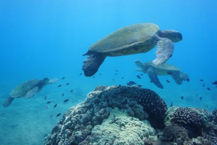 From Kihei: Boat Tour to Turtle Town With Snorkeling - Activity Details