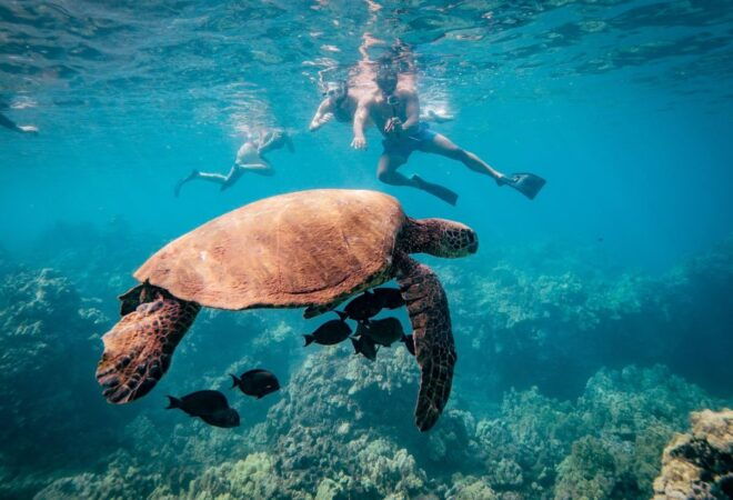 From Kihei: Boat Tour to Turtle Town With Snorkeling - Check-in and Meeting Details