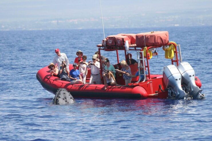 From Kihei: Guided Humpback Whale Migration Cruise - Activity Details
