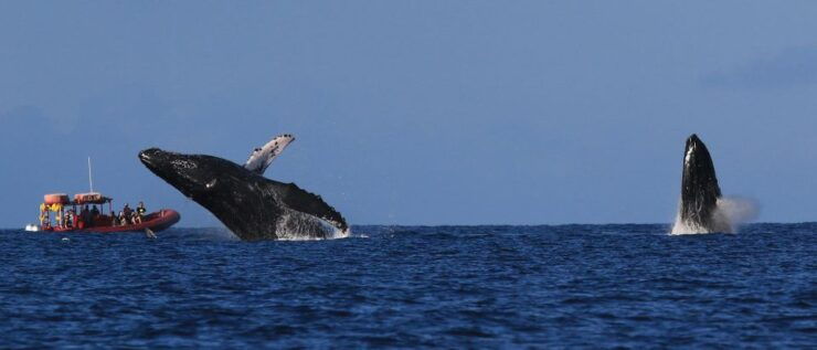 From Kihei: Guided Humpback Whale Migration Cruise - Experience Highlights